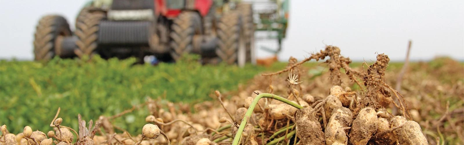 Crop-Specific Tractor Use in Gambia